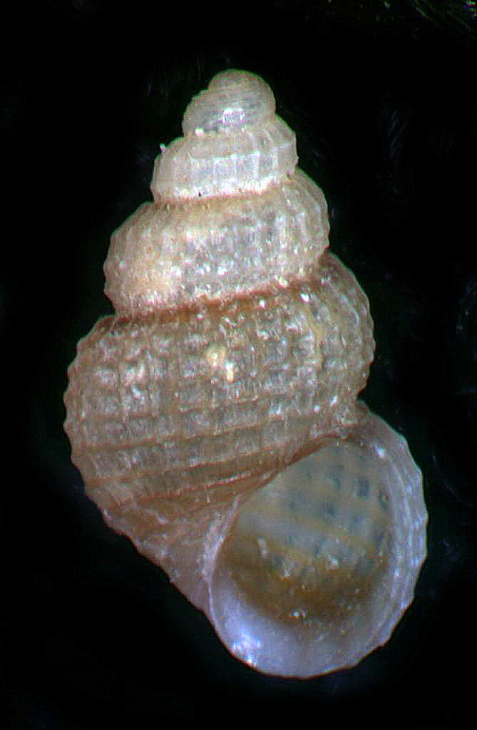 Alvania punctura od.oliverioi???